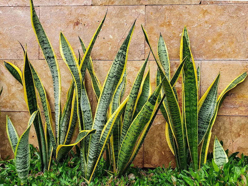 स्नेक प्लांट - Snake Plant